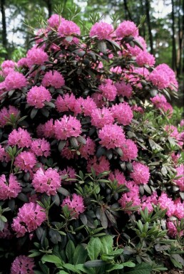 Rhododendron Rhododendron 'Roseum Elegans' Pot Rhododendron 'Roseum Elegans' arbuste