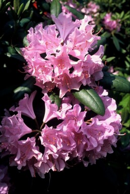 Rhododendron Rhododendron 'Roseum Elegans' Pot Rhododendron 'Roseum Elegans' arbuste