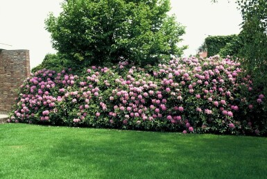 Rhododendron Rhododendron 'Roseum Elegans' arbuste 30-40 C5 Rhododendron 'Roseum Elegans' arbuste 30-40 cm