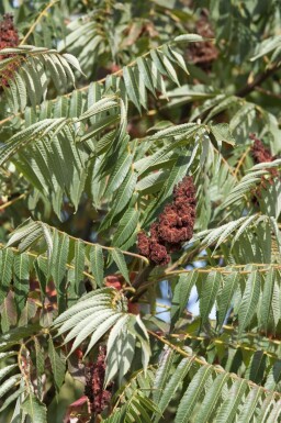 Sumac vinaigrier Rhus typhina 'Dissecta' Pot Rhus typhina 'Dissecta' arbuste