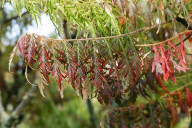 Sumac vinaigrier Rhus typhina 'Tiger Eyes' Pot Rhus typhina 'Tiger Eyes' arbuste