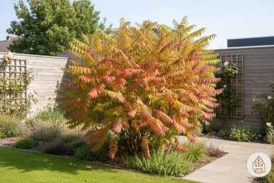 Rhus typhina 'Tiger Eyes' arbuste