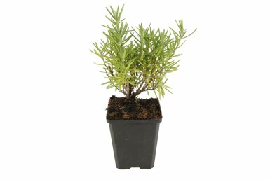 Romarin officinal Rosmarinus officinalis Pot Rosmarinus officinalis