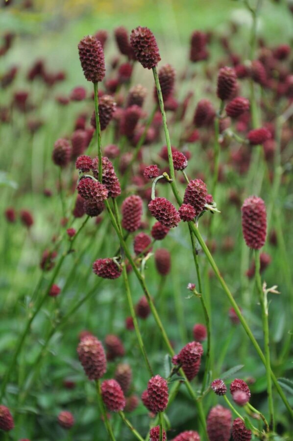 Sanguisorbe officinale Sanguisorba officinalis 'Tanna' 5-10 Pot 2 l (C2) Sanguisorba officinalis 'Tanna'