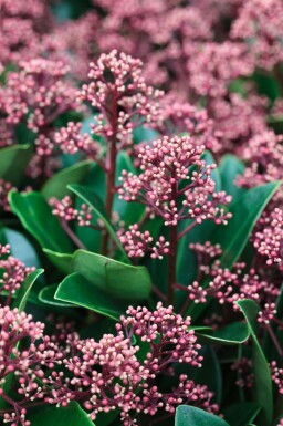 Skimmia du Japon Skimmia japonica 'Rubella' Pot Skimmia japonica 'Rubella'