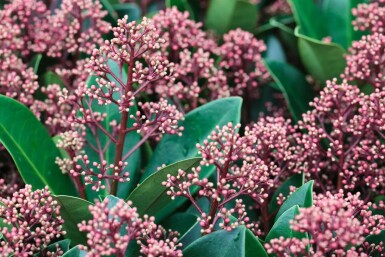 Skimmia du Japon Skimmia japonica 'Rubella' Pot Skimmia japonica 'Rubella'
