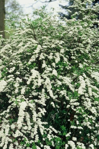 spirée Spiraea cinerea 'Grefsheim' arbuste 60-80 C5 Spiraea cinerea 'Grefsheim' arbuste 60-80 cm