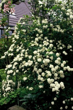 Spiraea × vanhouttei