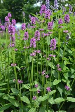 Bétoine officinale Stachys monieri 'Hummelo' Pot Stachys monieri 'Hummelo'
