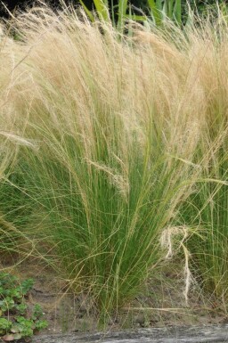 Nasselle très ténue Stipa tenuissima 'Ponytails' Pot Stipa tenuissima 'Ponytails'