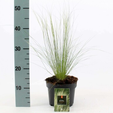 Nasselle très ténue Stipa tenuissima 'Ponytails' Pot Stipa tenuissima 'Ponytails'