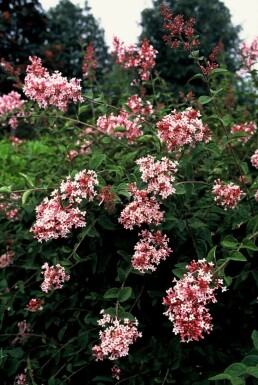 Lilas à petites feuilles Syringa microphylla 'Superba' Pot Syringa microphylla 'Superba'