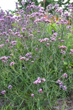 Verveine de Buenos Aires Verbena bonariensis 'Lollipop' Pot Verbena bonariensis 'Lollipop'