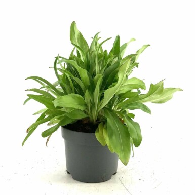 Véronique fausse gentiane Veronica gentianoides Pot Veronica gentianoides