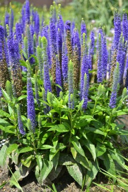 Véronique en épi Veronica spicata 'Ulster Blue Dwarf' Pot Veronica spicata 'Ulster Blue Dwarf'
