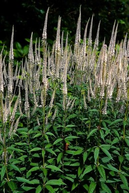 Véronique de Virgine Veronicastrum virginicum 'Pink Glow' Pot Veronicastrum virginicum 'Pink Glow'
