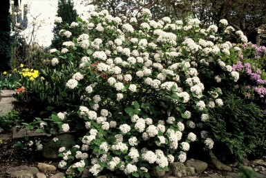 Viorne de Carles Viburnum carlesii Pot Viburnum carlesii arbuste