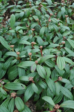 Viorne de David Viburnum davidii Pot Viburnum davidii arbuste