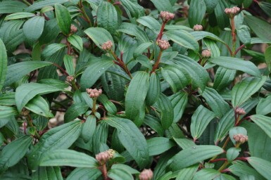 Viorne de David Viburnum davidii Pot Viburnum davidii arbuste