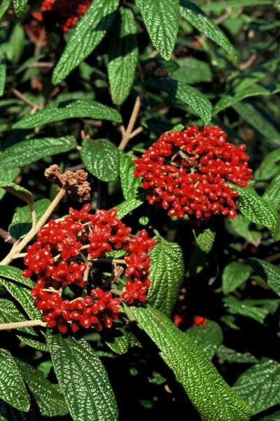 Viburnum rhytidophyllum arbuste 60-80 cm