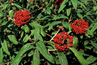 Viorne à feuilles ridées Viburnum rhytidophyllum Pot Viburnum rhytidophyllum arbuste