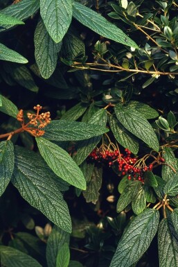 Viburnum rhytidophyllum arbuste 60-80 cm