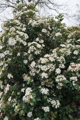 Viorne tin Viburnum tinus Pot Viburnum tinus arbuste