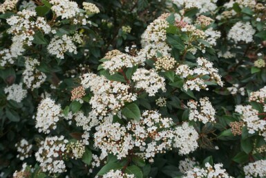 Viorne tin Viburnum tinus Pot Viburnum tinus arbuste
