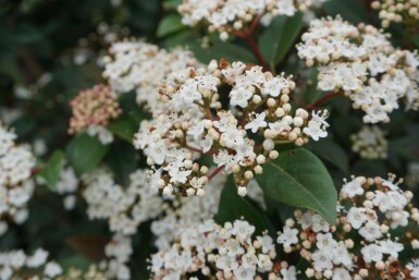 viorne tin Viburnum tinus arbuste 20-25 C2,5 Viburnum tinus arbuste 20-25 cm