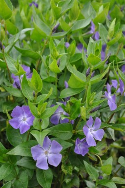 Pervenche élevée Vinca major Pot Vinca major