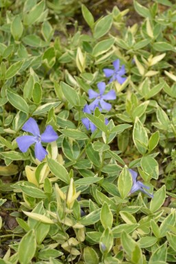 Vinca minor 'Argenteovariegata'