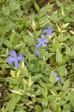Pervenche mineure Vinca minor 'Argenteovariegata' Pot Vinca minor 'Argenteovariegata'