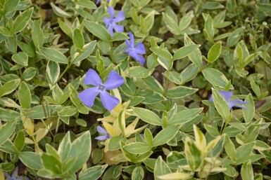Pervenche mineure Vinca minor 'Argenteovariegata' Pot Vinca minor 'Argenteovariegata'