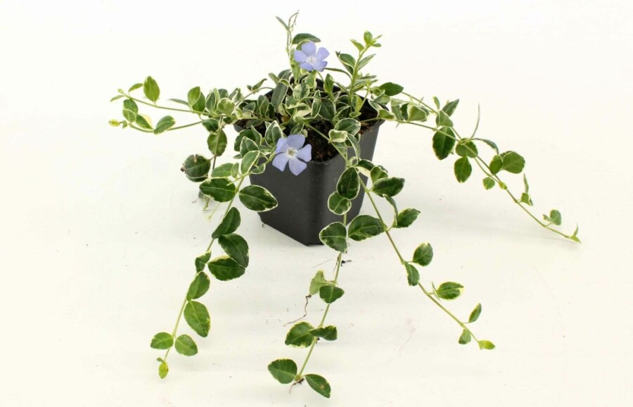 Pervenche mineure Vinca minor 'Ralph Shugert' 5-10 Pot 9x9 cm (P9) Vinca minor 'Ralph Shugert'