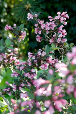 Weigélia fleuri Weigela florida 'Foliis Purpureis' Pot Weigela florida 'Foliis Purpureis' arbuste
