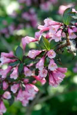Weigélia fleuri Weigela florida 'Foliis Purpureis' Pot Weigela florida 'Foliis Purpureis' arbuste