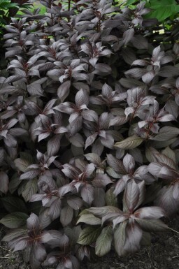 Weigélia fleuri Weigela florida 'Minor Black' Pot Weigela florida 'Minor Black' arbuste