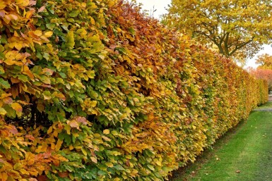 Charme Commun Carpinus Betulus 40-60 cm