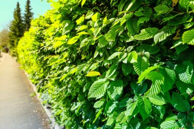 Charme Commun Carpinus Betulus 40-60 cm