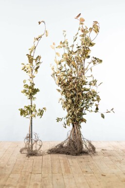 Hêtre des forêts Fagus sylvatica Haie 100-125 Racines nues Hêtre Commun Fagus Sylvatica 100-125 cm