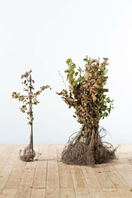 Hêtre des forêts Fagus sylvatica Haie 40-60 Racines nues Hêtre Commun Fagus Sylvatica 40-60 cm