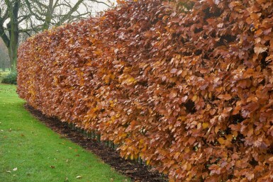 Hêtre des forêts Fagus sylvatica Haie 40-60 Racines nues