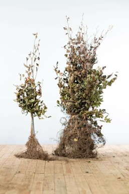 Hêtre des forêts Fagus sylvatica 'Atropunicea' Haie 100-125 Racines nues Hêtre Pourpre Fagus Sylvatica Purpurea 100-125 cm