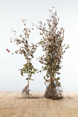 Hêtre des forêts Fagus sylvatica 'Atropunicea' Haie 125-150 Racines nues Hêtre Pourpre Fagus Sylvatica Purpurea 125-150 cm