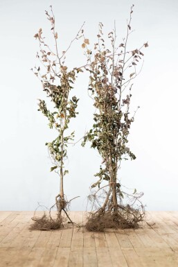 Hêtre des forêts Fagus sylvatica 'Atropunicea' Haie 175-200 Racines nues Hêtre Pourpre Fagus Sylvatica Purpurea 175-200 cm