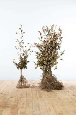 Hêtre des forêts Fagus sylvatica 'Atropunicea' Haie 80-100 Racines nues Hêtre Pourpre Fagus Sylvatica Purpurea 80-100 cm