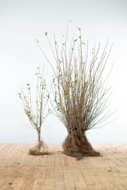 Troène commun Ligustrum vulgare Haie 60-80 Racines nues Troène Commun / Ligustrum Vulgare 60-80 cm