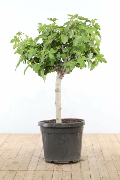 Ficus Carica Bonsaï 100-125 Pot Figuier / Ficus Carica bonsai 100-125 cm