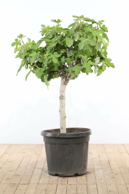 Ficus Carica Bonsaï 100-125 Pot Figuier / Ficus Carica bonsai 100-125 cm