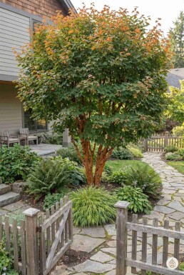 Acer griseum arbuste 60-80 cm